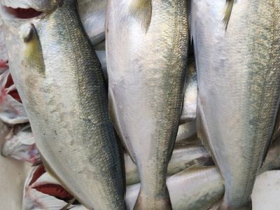 Dereboyu Balıkçılık