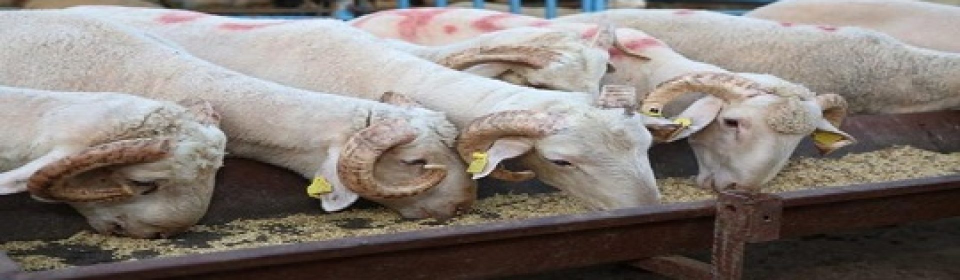 Hacıbaba Besi Süt Çiftliği