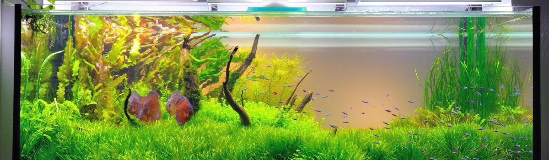 Hiranur Akvaryum Pet Shop