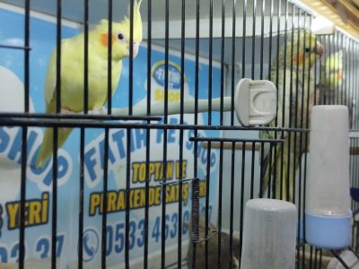 Hiranur Akvaryum Pet Shop