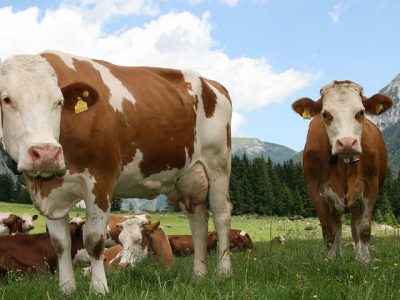 Koruç Besi Çiftliği