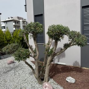 galeri