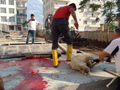 Öztürk Adak ve Kurbanlık Çiftliği