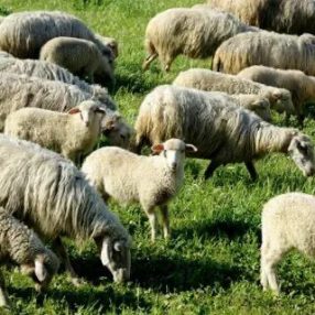 galeri