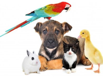 Rex & Veto Petshop