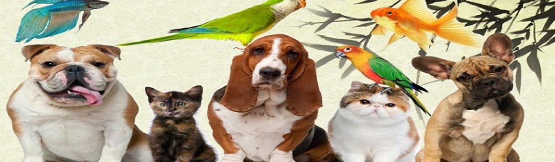 Rex & Veto Petshop