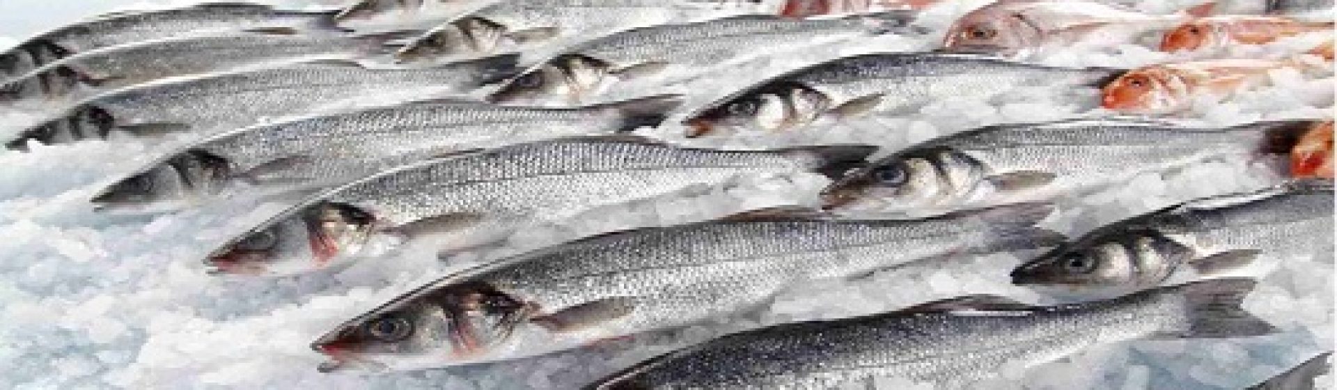 Şirin Balıkçılık