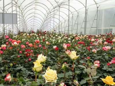 Yaldız Çiçekçilik